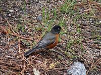 FAUNE 4 (15).JPG